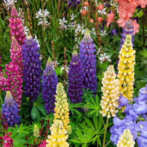 Fleurs - Lupin Gallery - Graines d'Exception - face recto